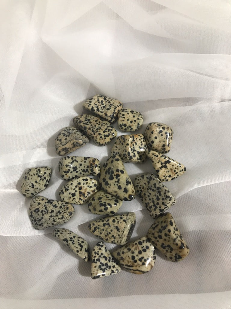 Jaspe Dalmatien