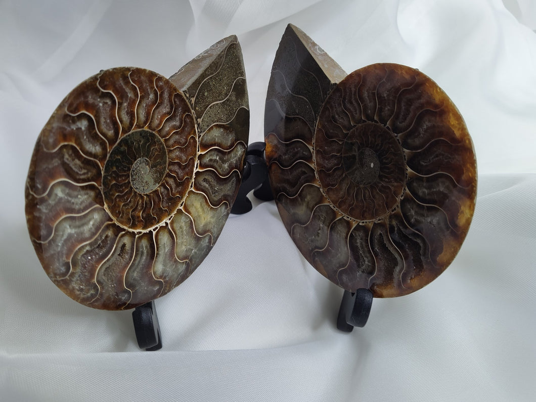 Ammonite ''Cleoniceras'' Mahajanga Madagascar ( 102-110 millions d'années )